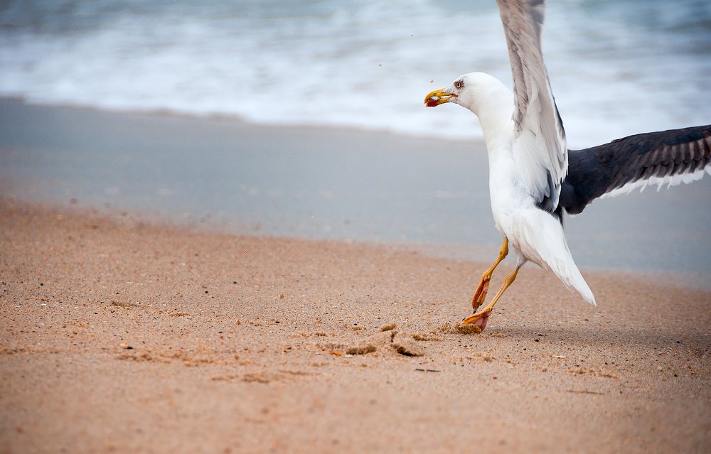 The seagull is on the hunt.