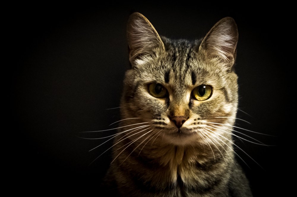 Бездельница