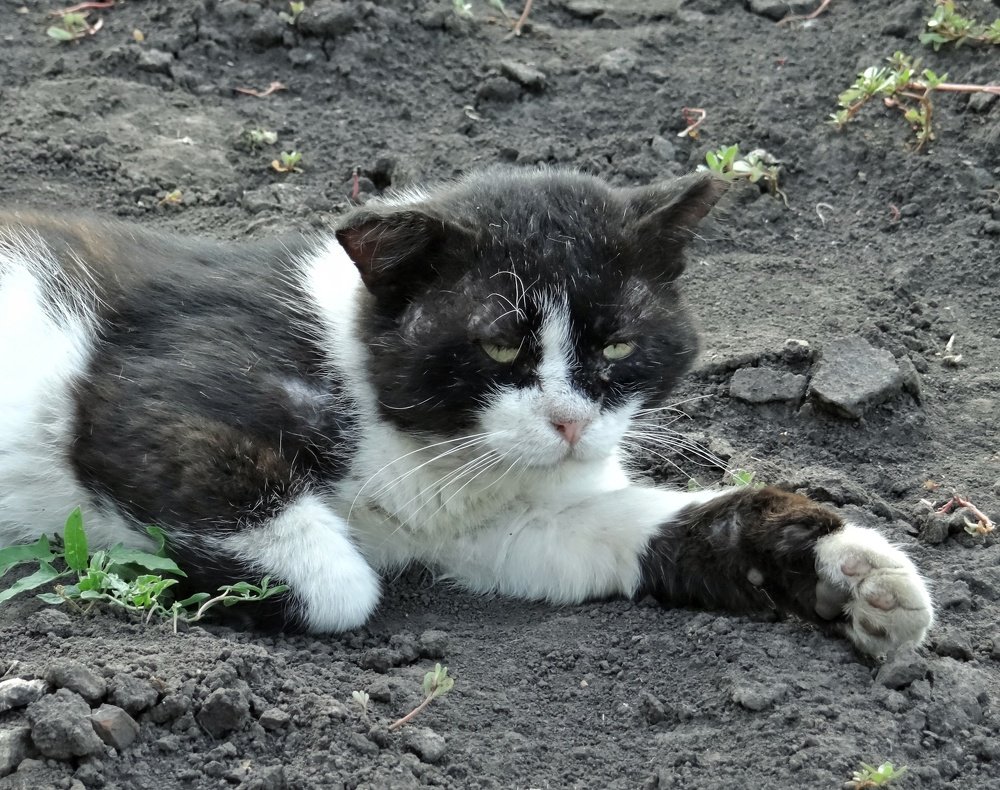 Матерый кот.