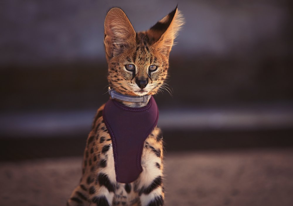 Кис Кис Кис