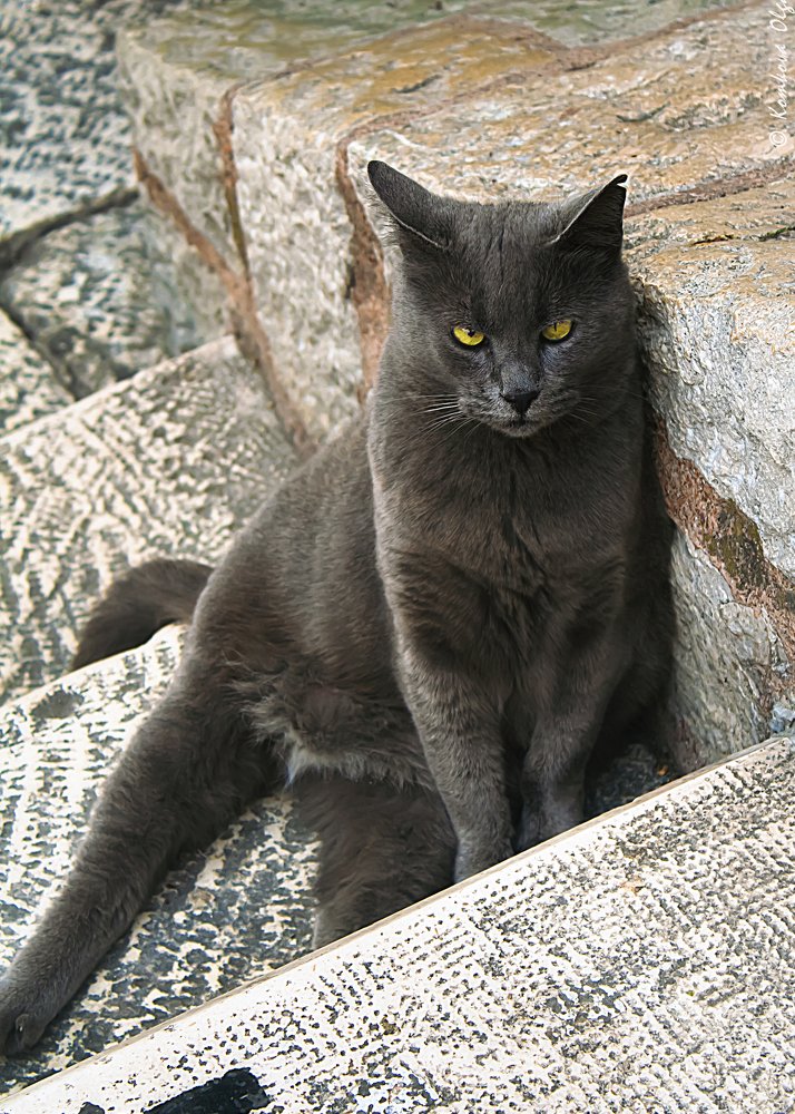 Городской страж