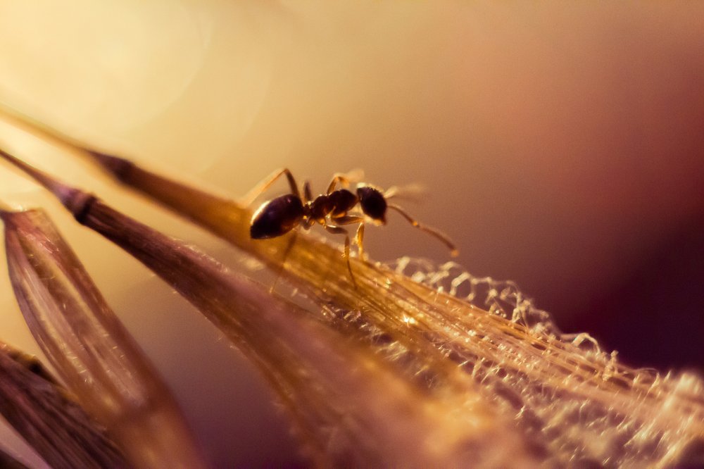 Муравьиные истории.Ч.2