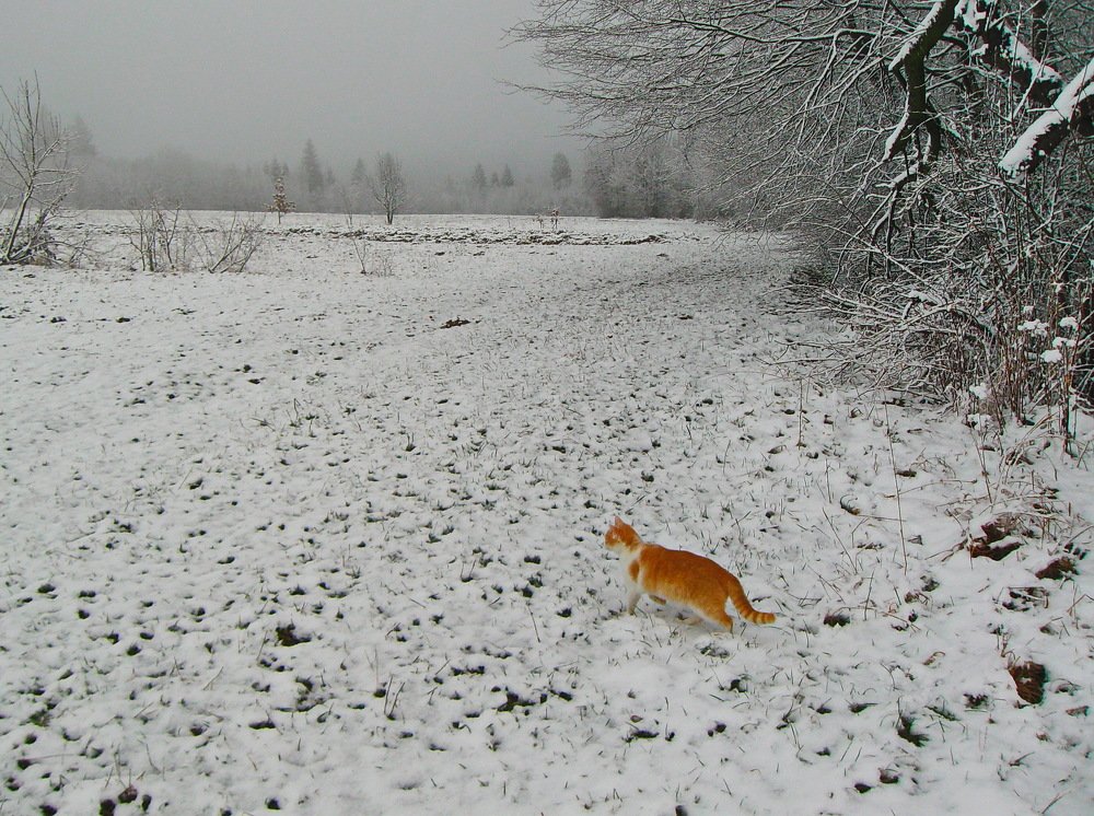 Рыжый хищник.