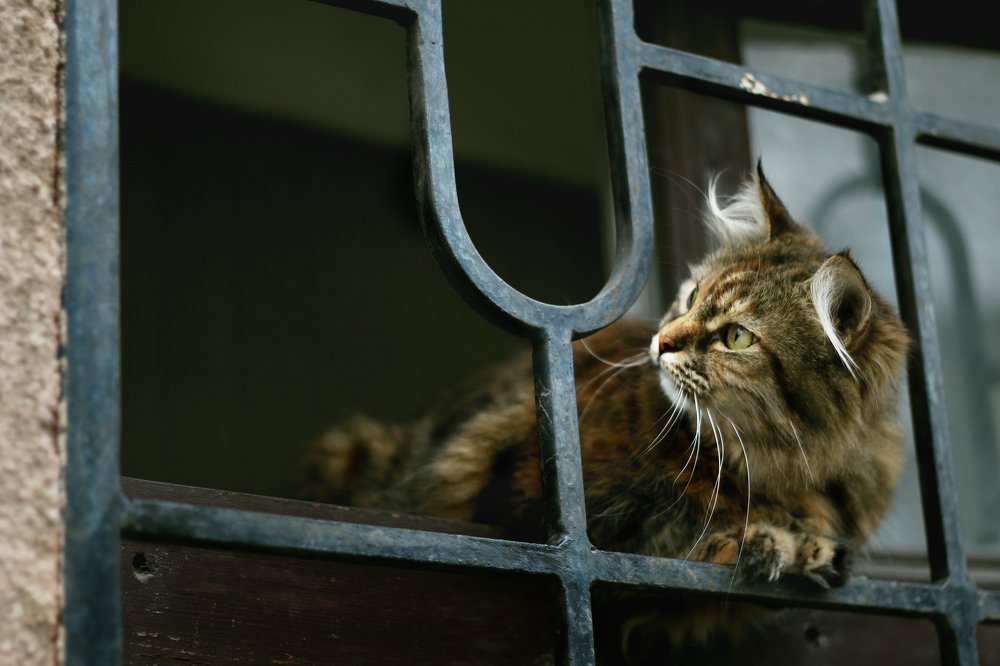 Любопытсво