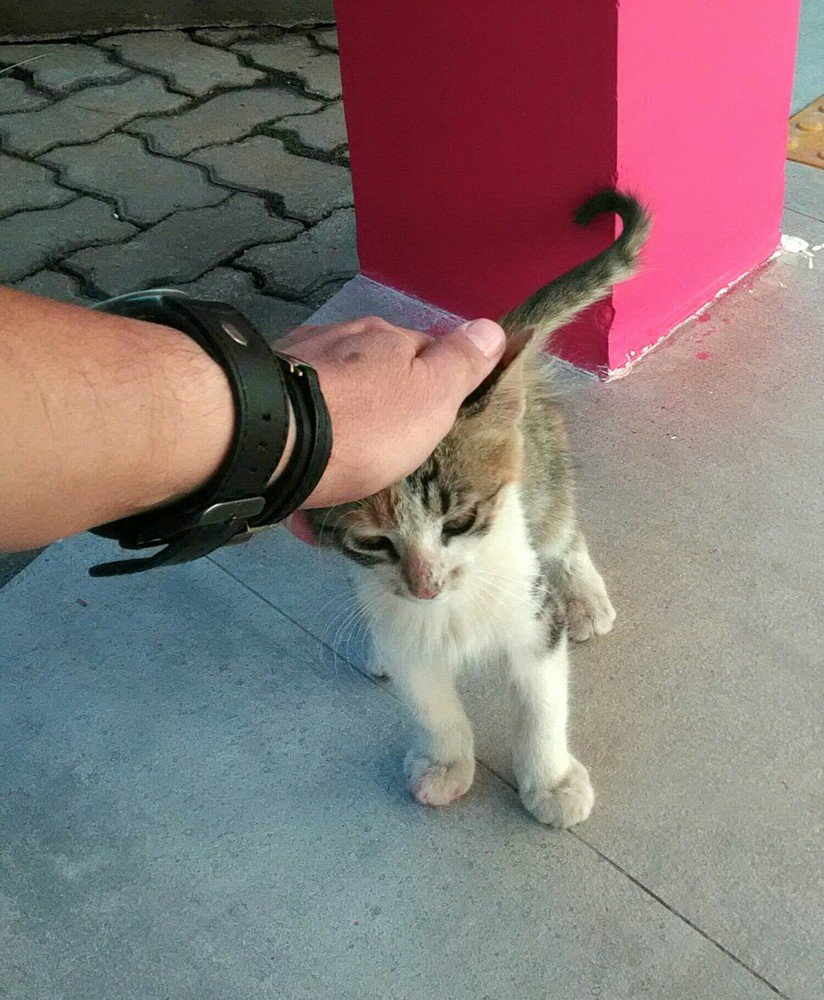 Gato carinhos