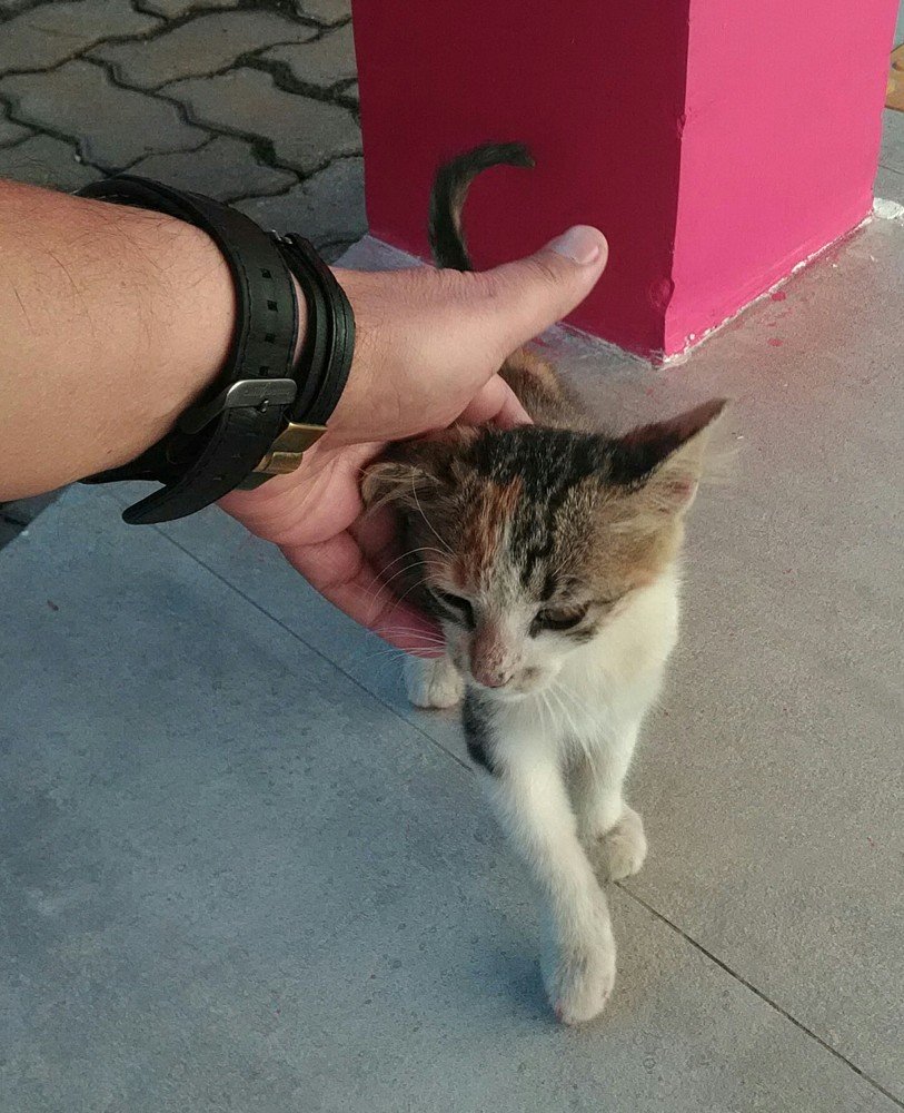 Gato carinhos