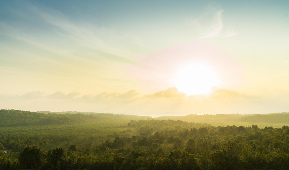 Forest Sunrise