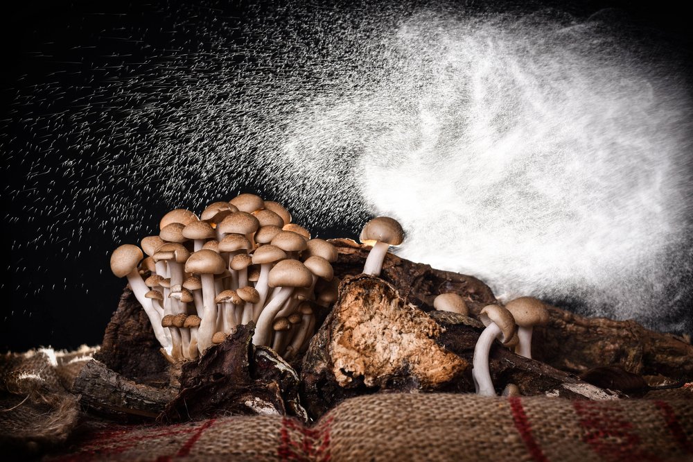 Beech Brown Mushrooms Grow After Rain