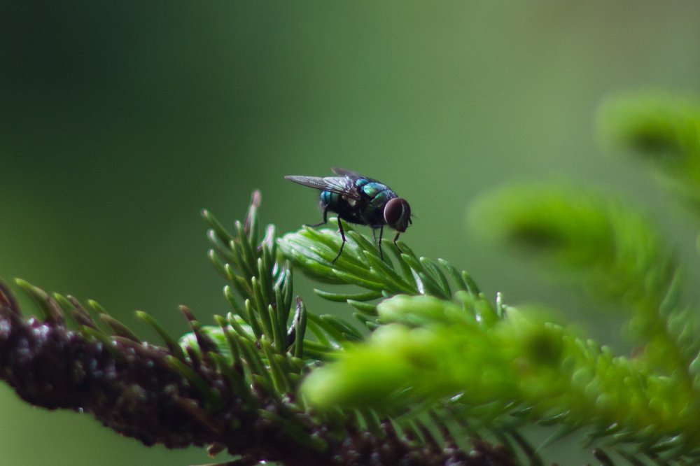 Fly, you fly or don't fly