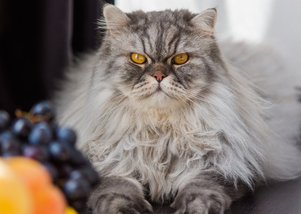 Ричард - король фруктов!