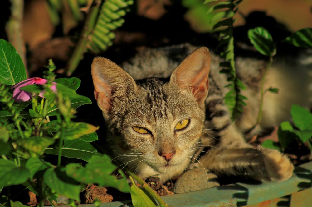 Descanso en el Jardin