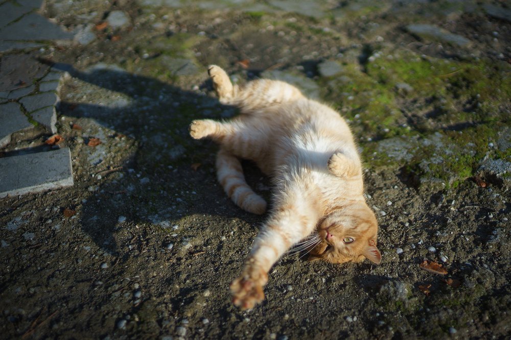 Коты есть коты