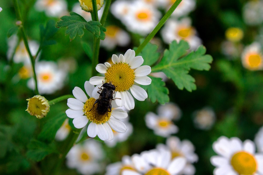 floreciendo en un descanso