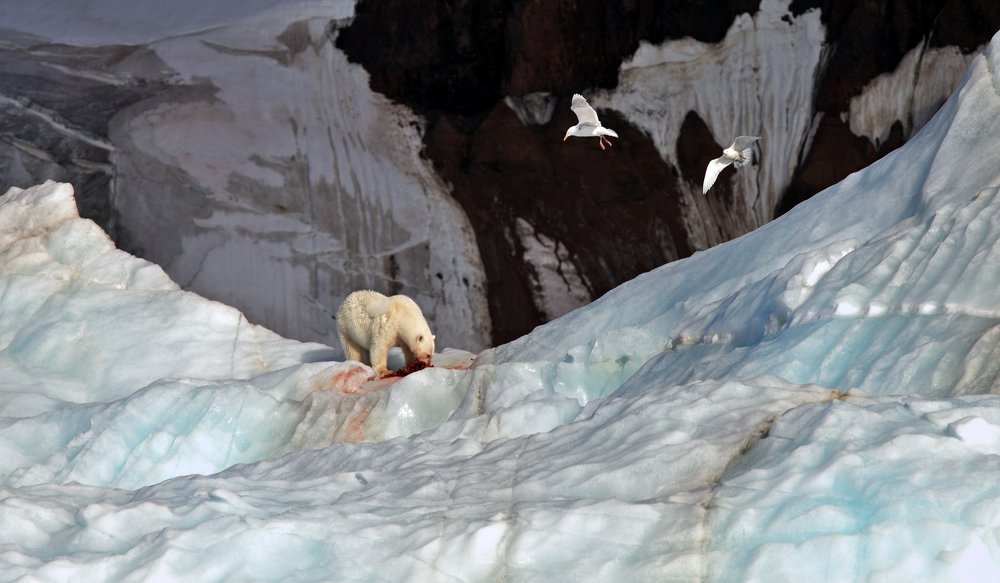 Кровавая трапеза у Солсбери...