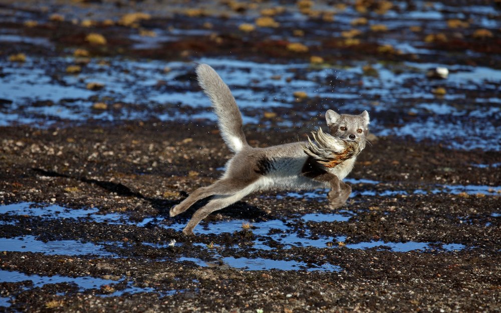 Песец парящий....