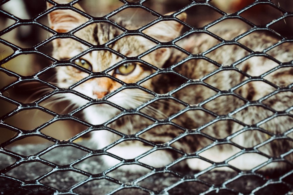 Cat In The Cage