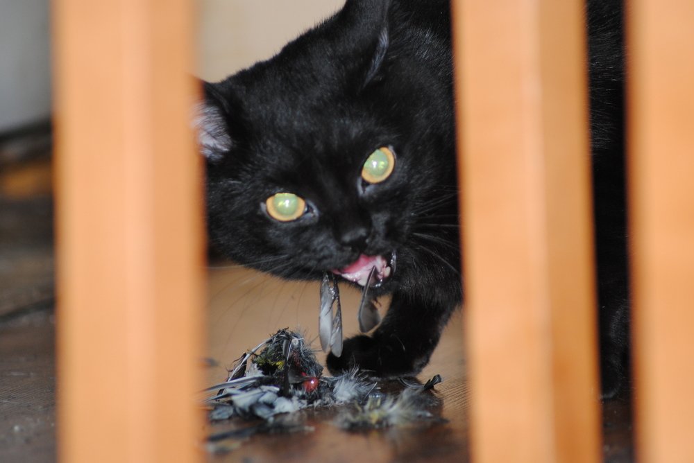 Жестокая природа