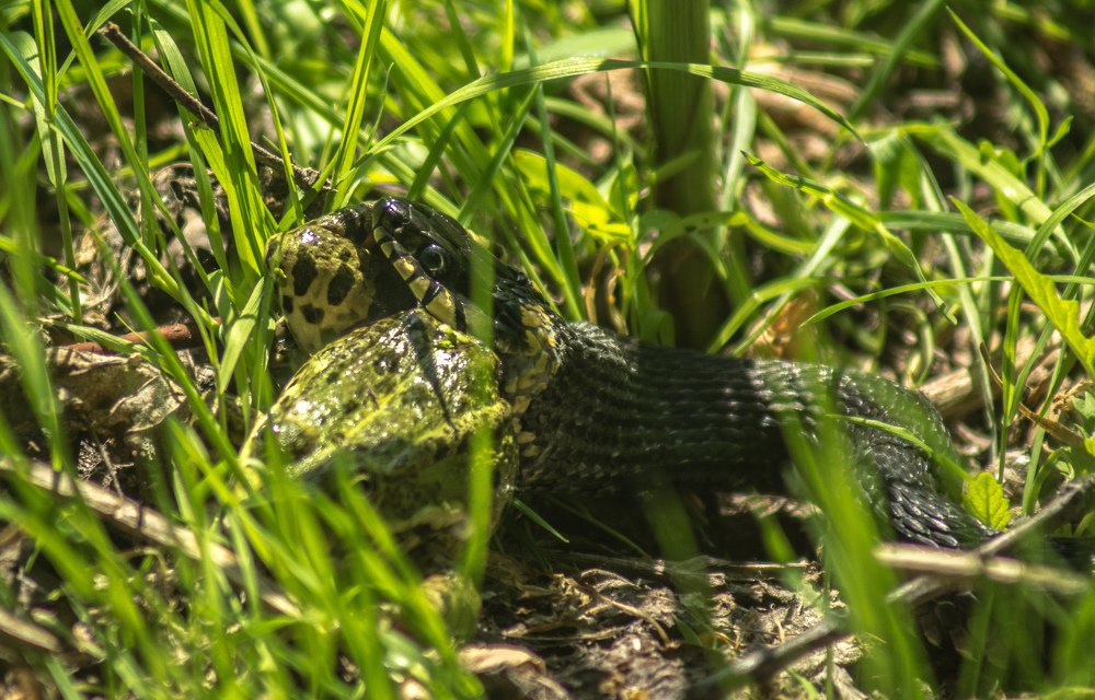 Удаччная охота