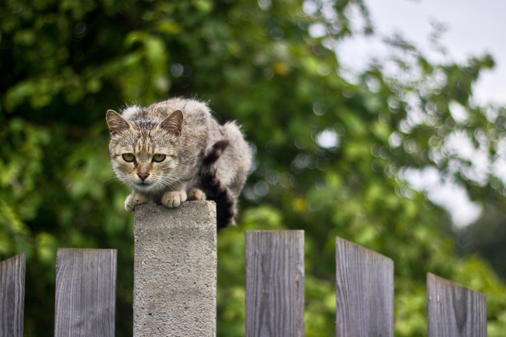 нервная и бездомная