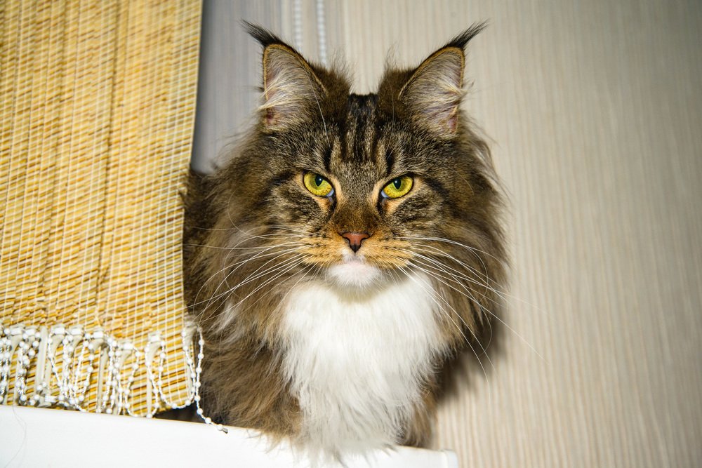 Уютом наполняю дом