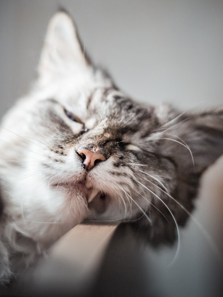 Sleeping cat