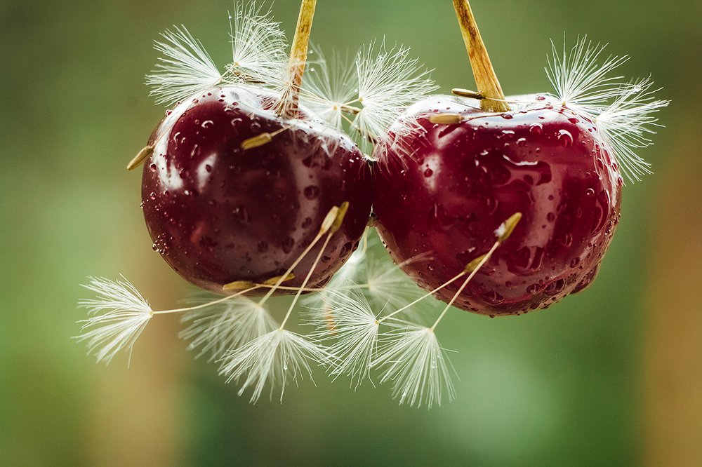 Вишня в перьях