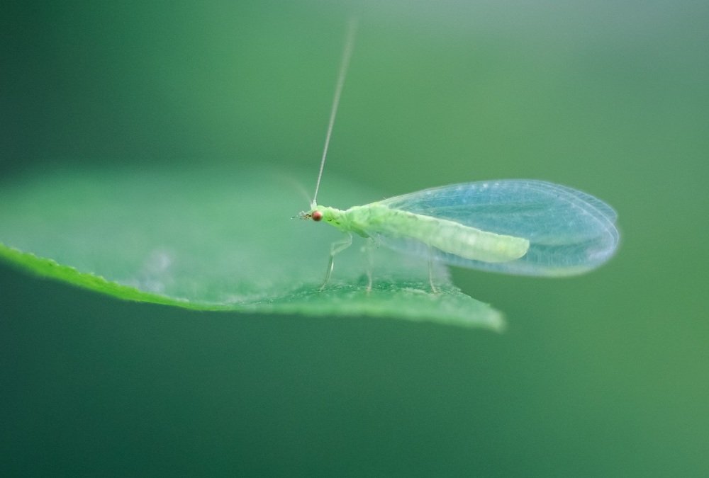 Златоглазка