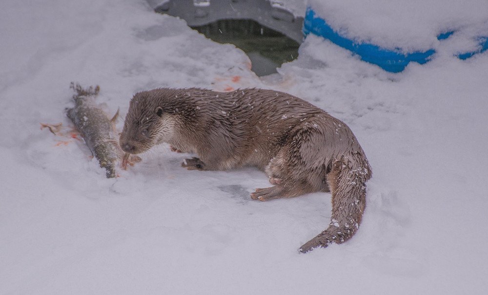 Приятного мне аппетита!