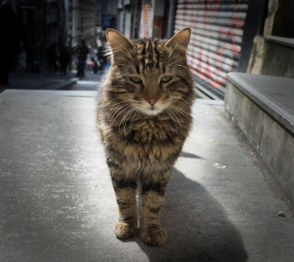 Istanbul Cat