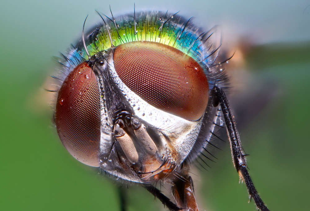 Зеленая муха