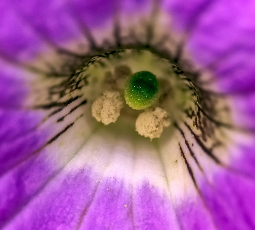 внутри цветка