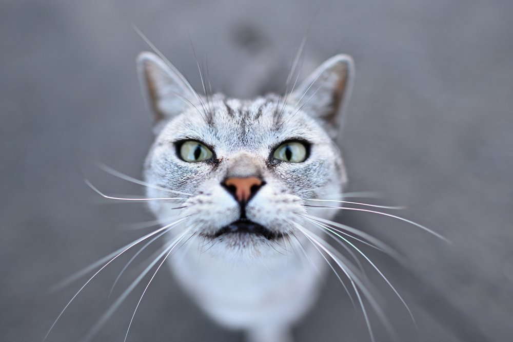 Cat stares at the new Z.