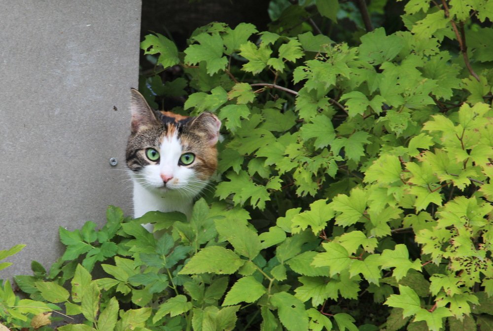 зеленоглазка