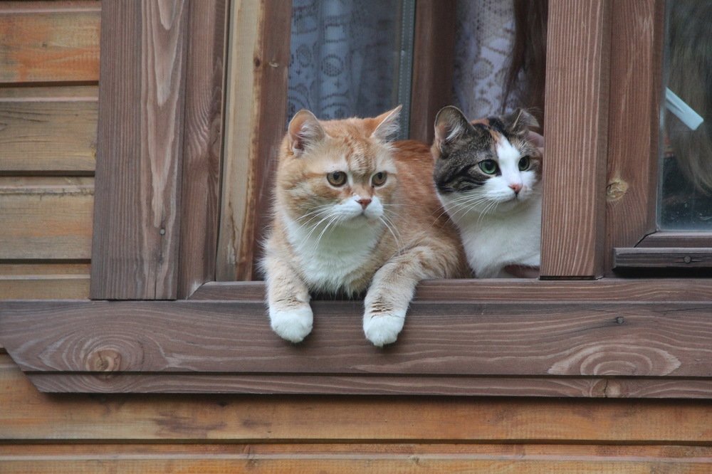 кошки на окошке