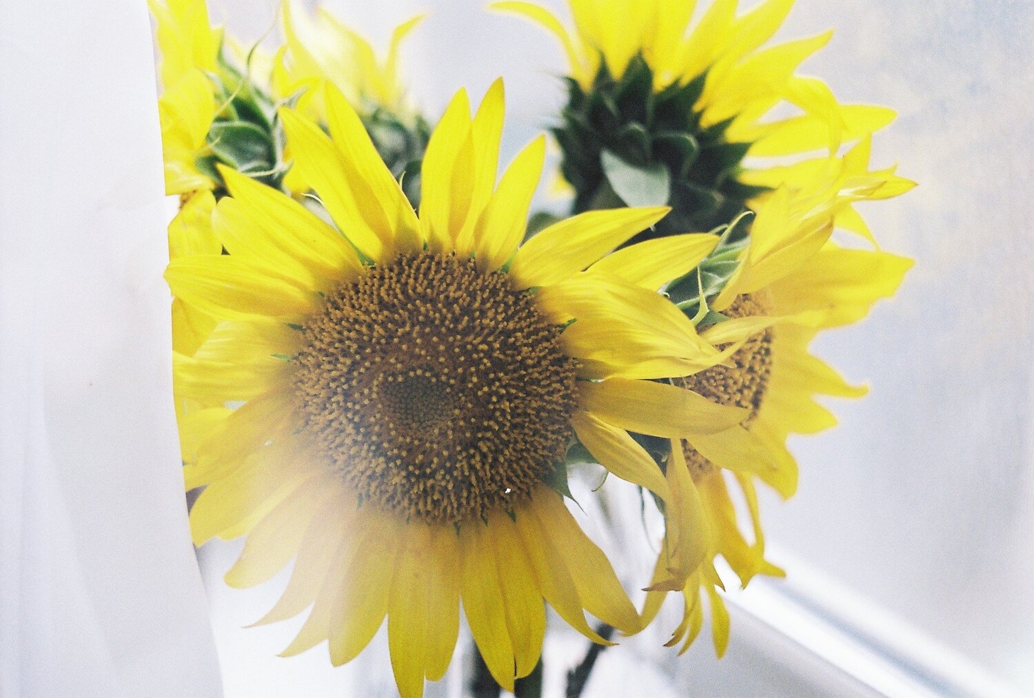 Sunflower.