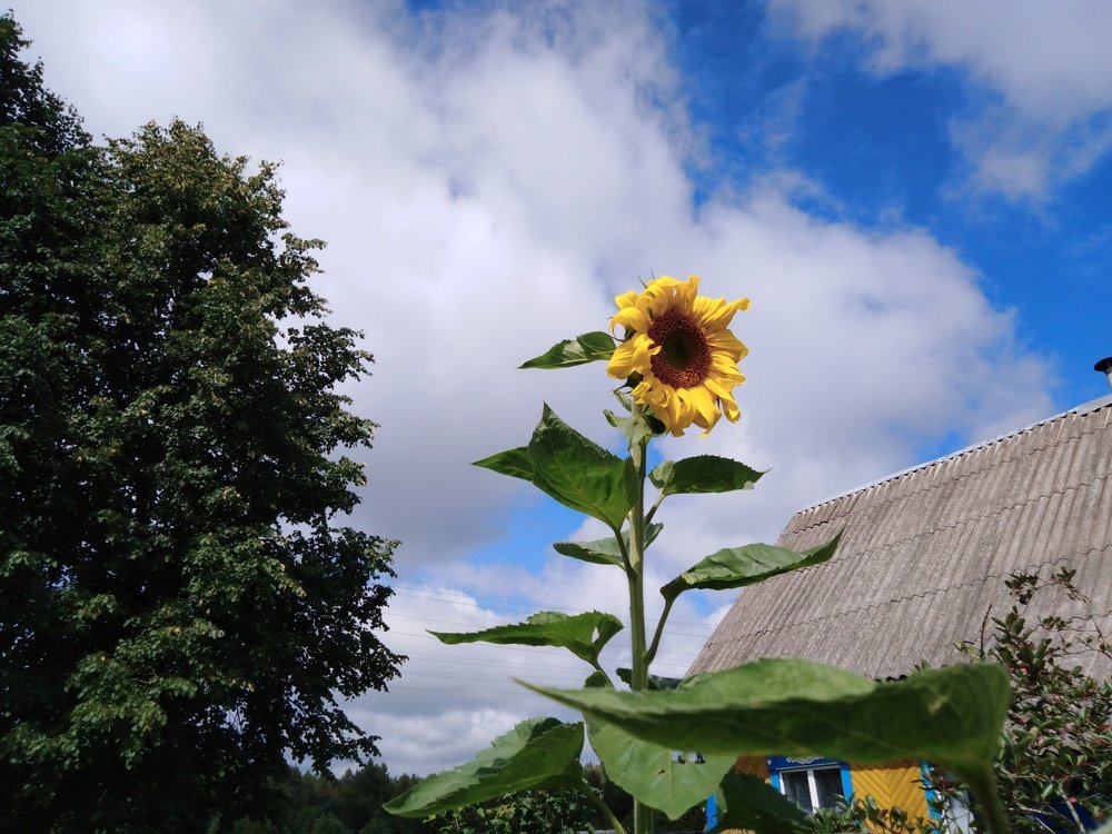 Подсолнух