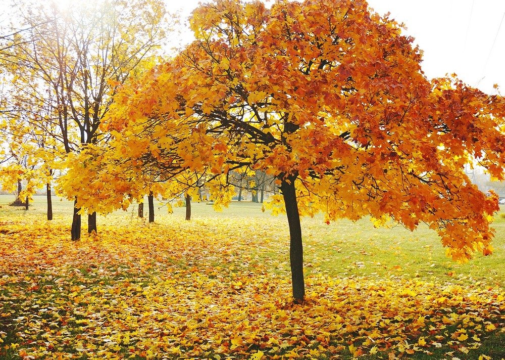 Клён ты мой ...