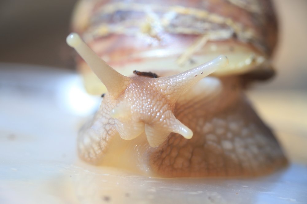 Фотография автора Светлана Саенко