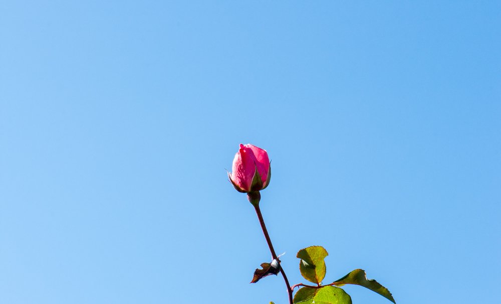 Kissing the Sky