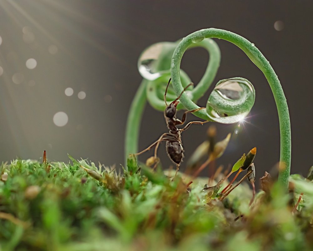 Утро муравья