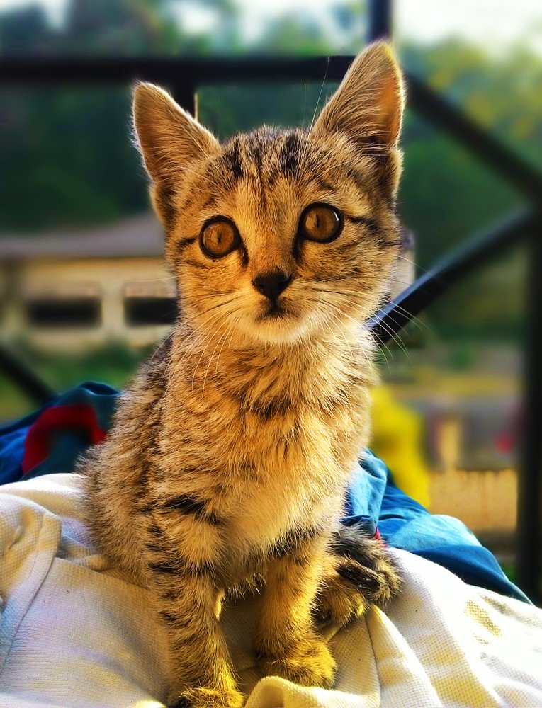 Golden hour Portrait