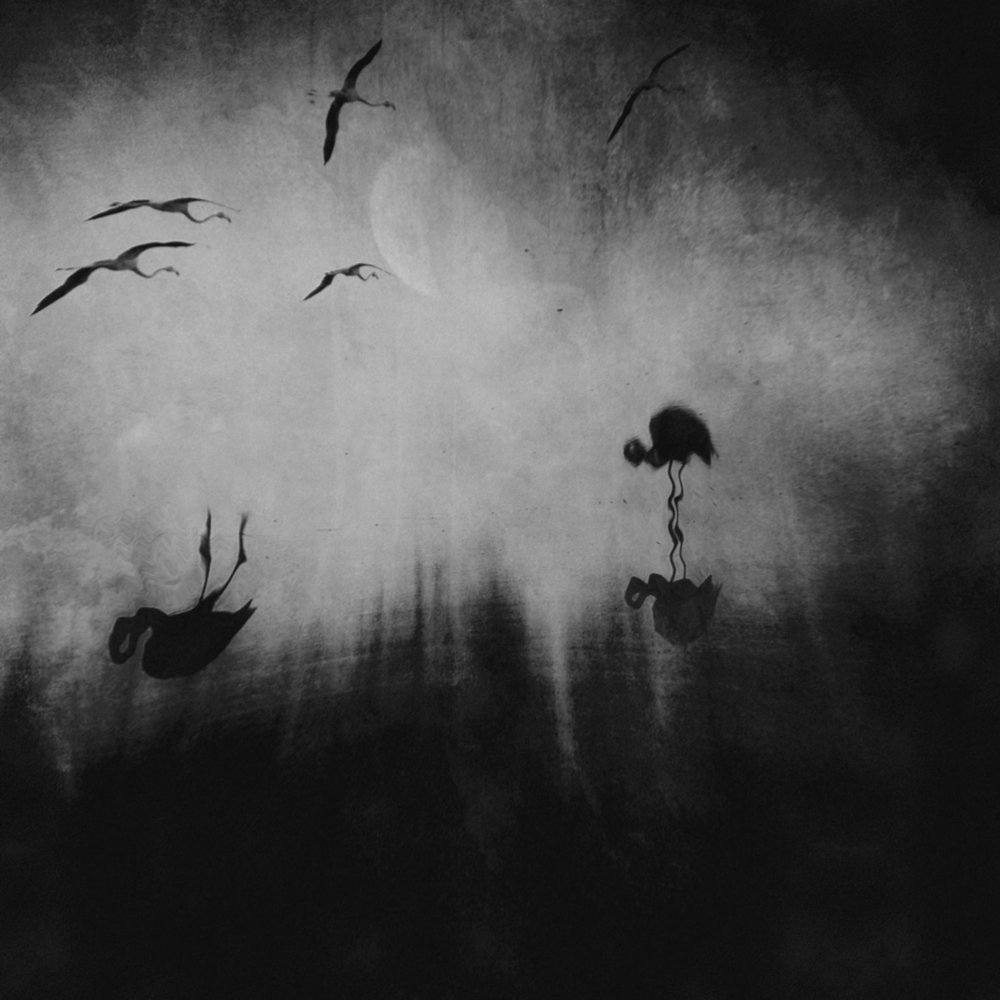 The Dark Side of the Swamp...