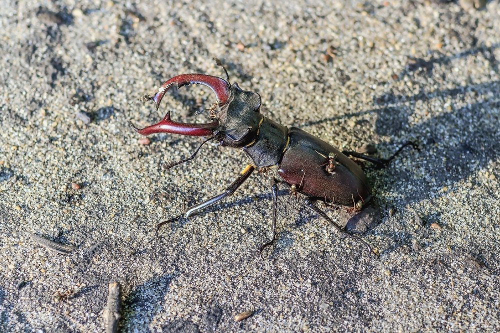 Двигающийся по песку..