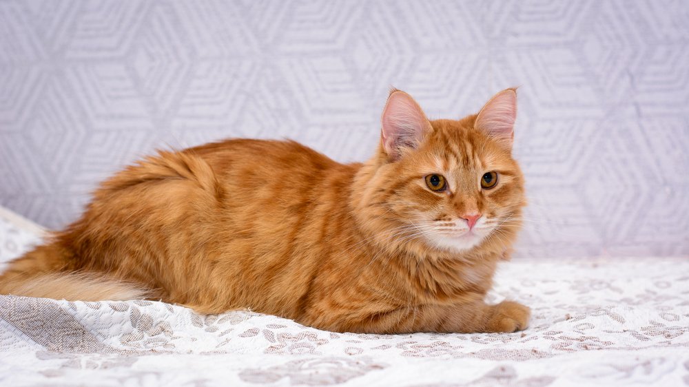 Рыжий кисюн.