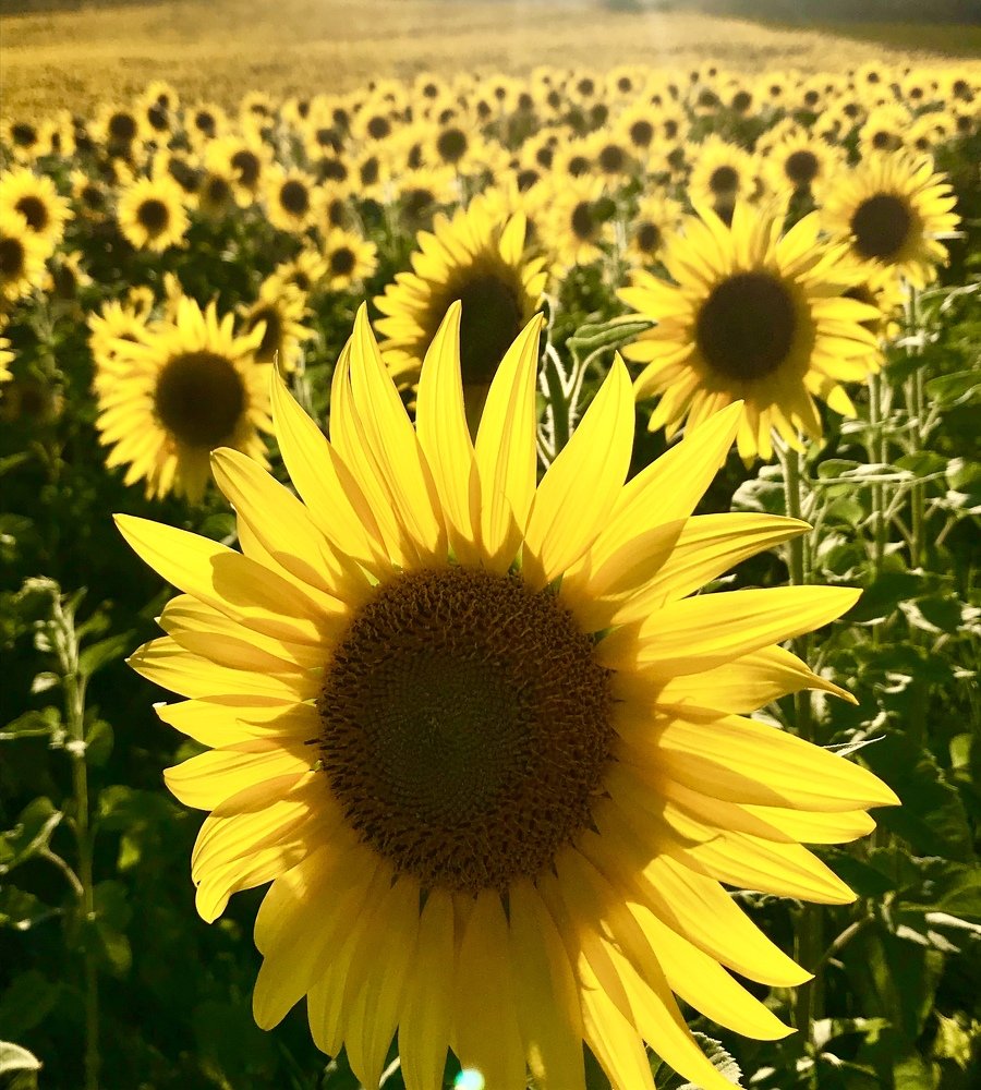 Photograph by Анар Амирова