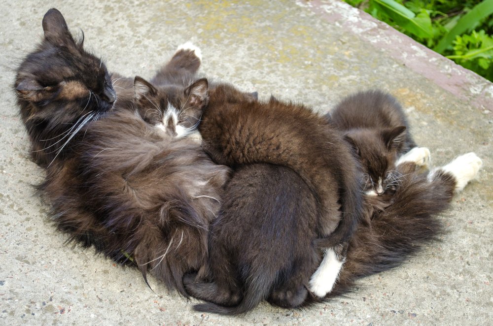 Семейство кошачьих