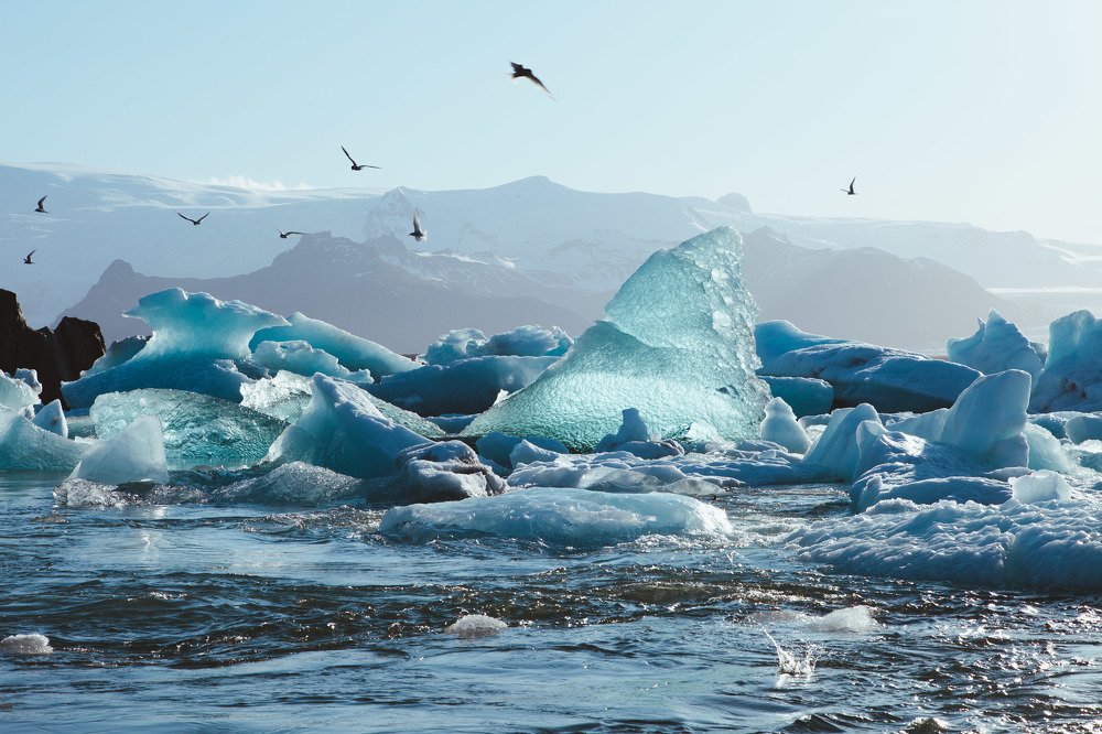 Птицы ловят рыбу среди айсбергов