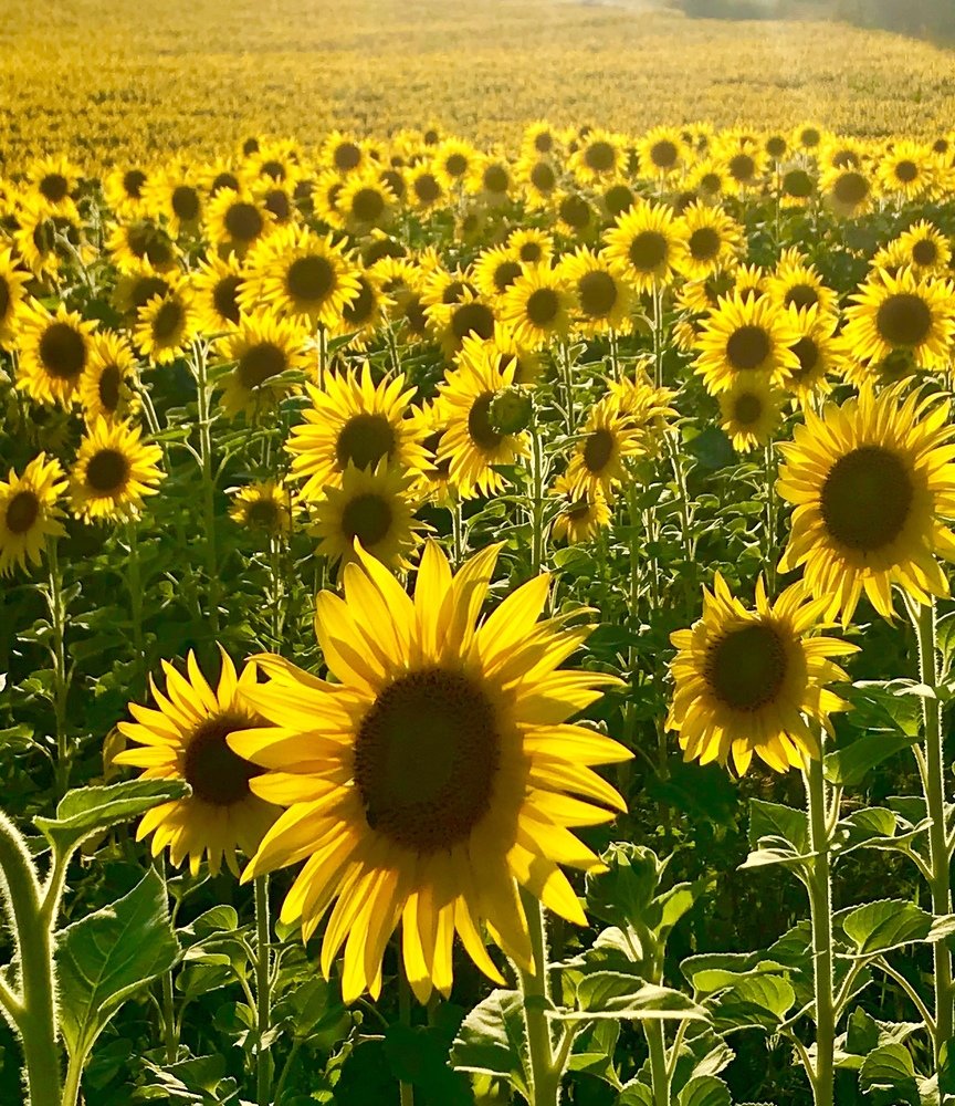 Photograph by Анар Амирова