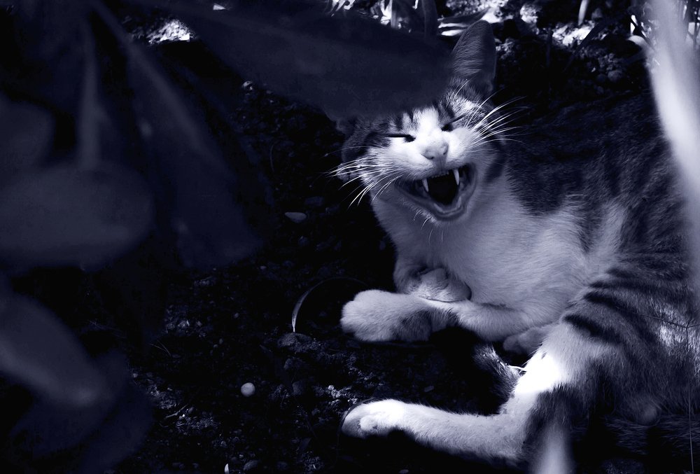 Само обаяние