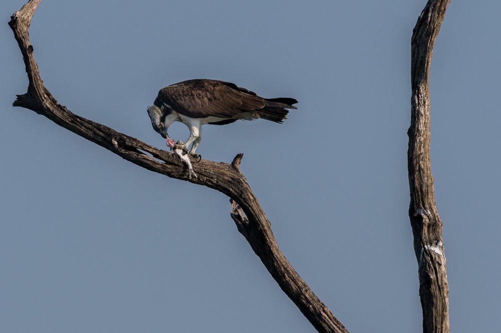 Osprey having it's breakfast